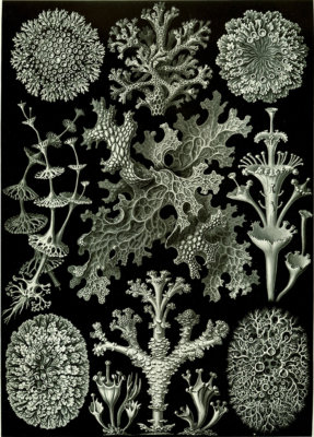 Ernst Haeckel