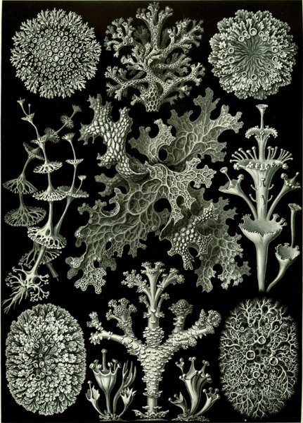 Ernst Haeckel